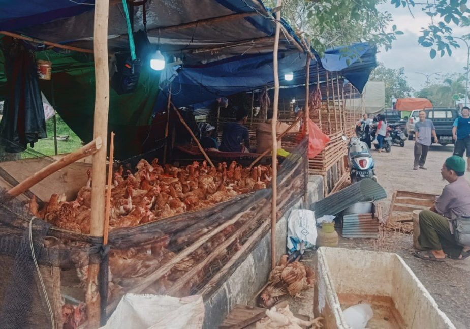 Pedagang Ayam