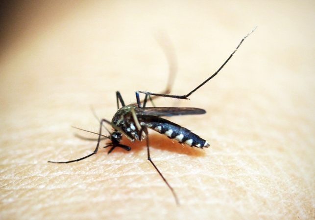Jumlah kasus malaria di Kabupaten Paser tertinggi kedua di Kaltim. (ilustrasi/dok. pixabay.com) 